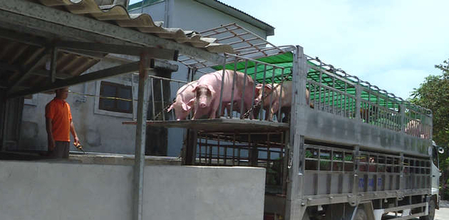 It is difficult for centralized slaughterhouses to keep operating as there are still small slaughterhouses.  Photo: THNA.