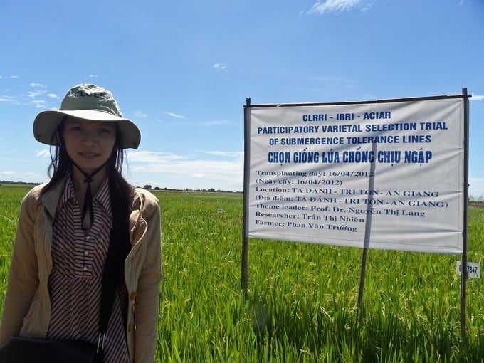 CGIAR's expert participated in the trial of new rice seeds in the Mekong Delta. Photo: CGIAR.