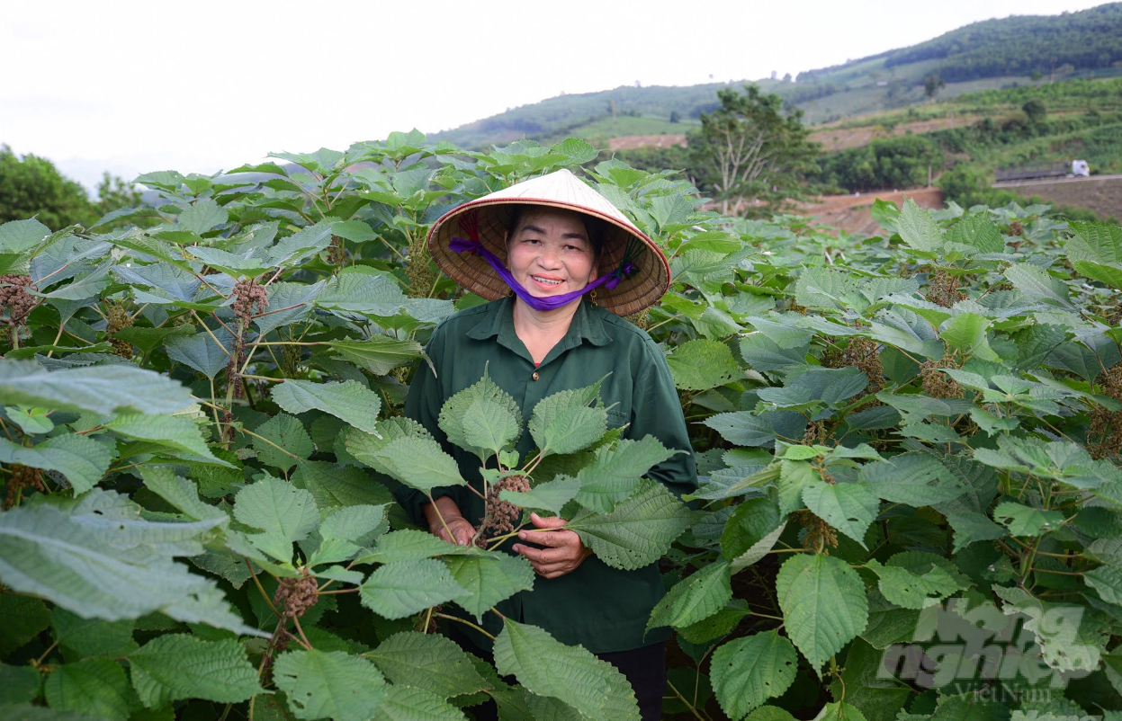 Bà Phạm Thị Thanh là một trong số hộ dân tiên phong trồng gai xanh tại xã Cẩm Tú. Ảnh: Tùng Đinh.