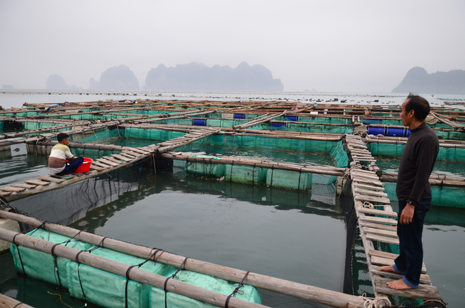 Anh Nguyễn Văn Thành bên khu vực nuôi 100 ô cá của mình. Ảnh: Tiến Thành.