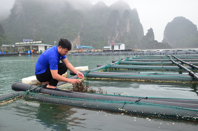 Trang trại nuôi biển và trải nghiệm của Tập đoàn STP (Trường Phát). Ảnh: Tiến Thành.