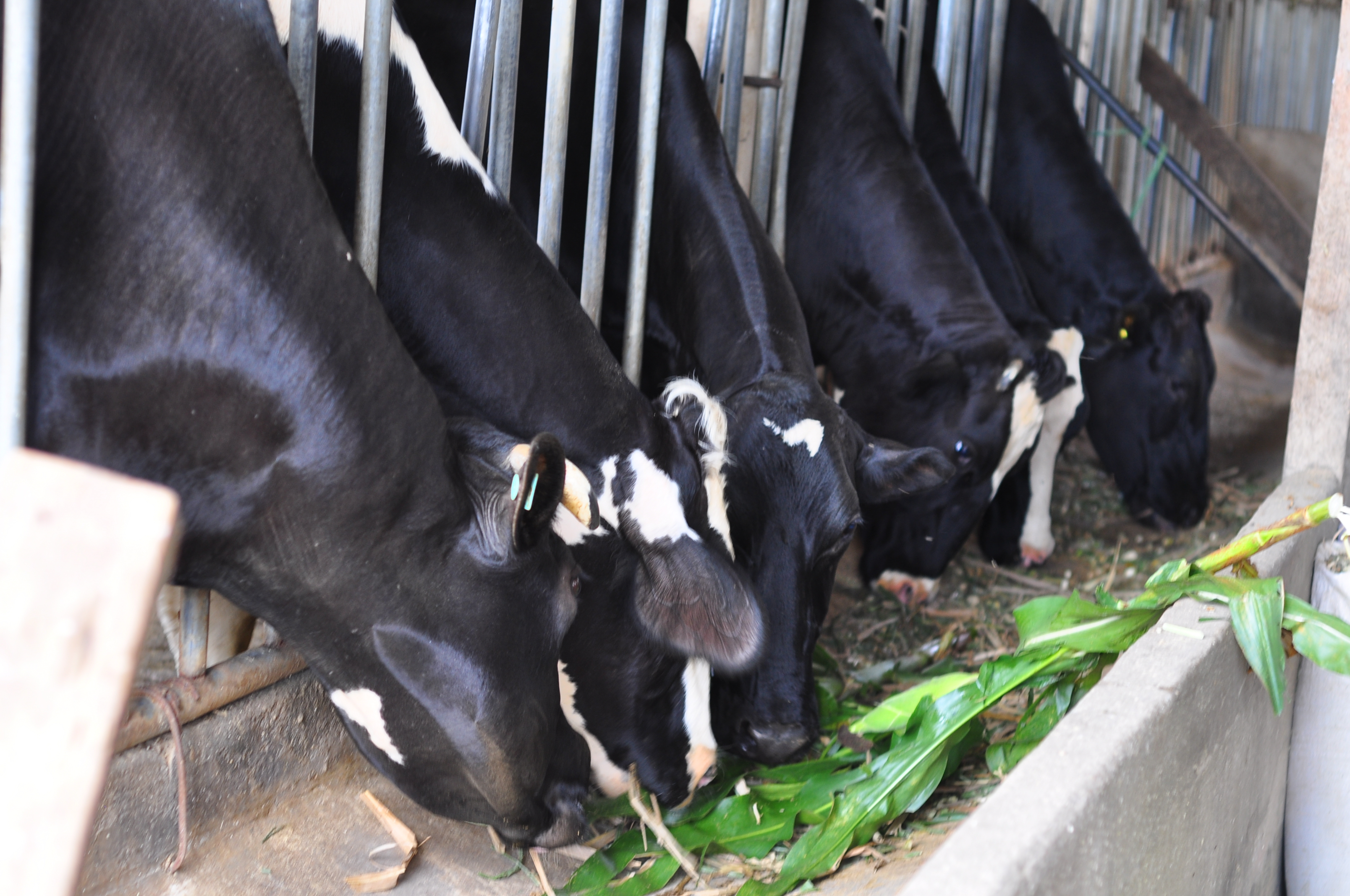 Đàn bò sữa của huyện Di Linh hiện nay khoảng 844 con, giảm 67 con so với cuối năm 2022. Ảnh: Minh Hậu.