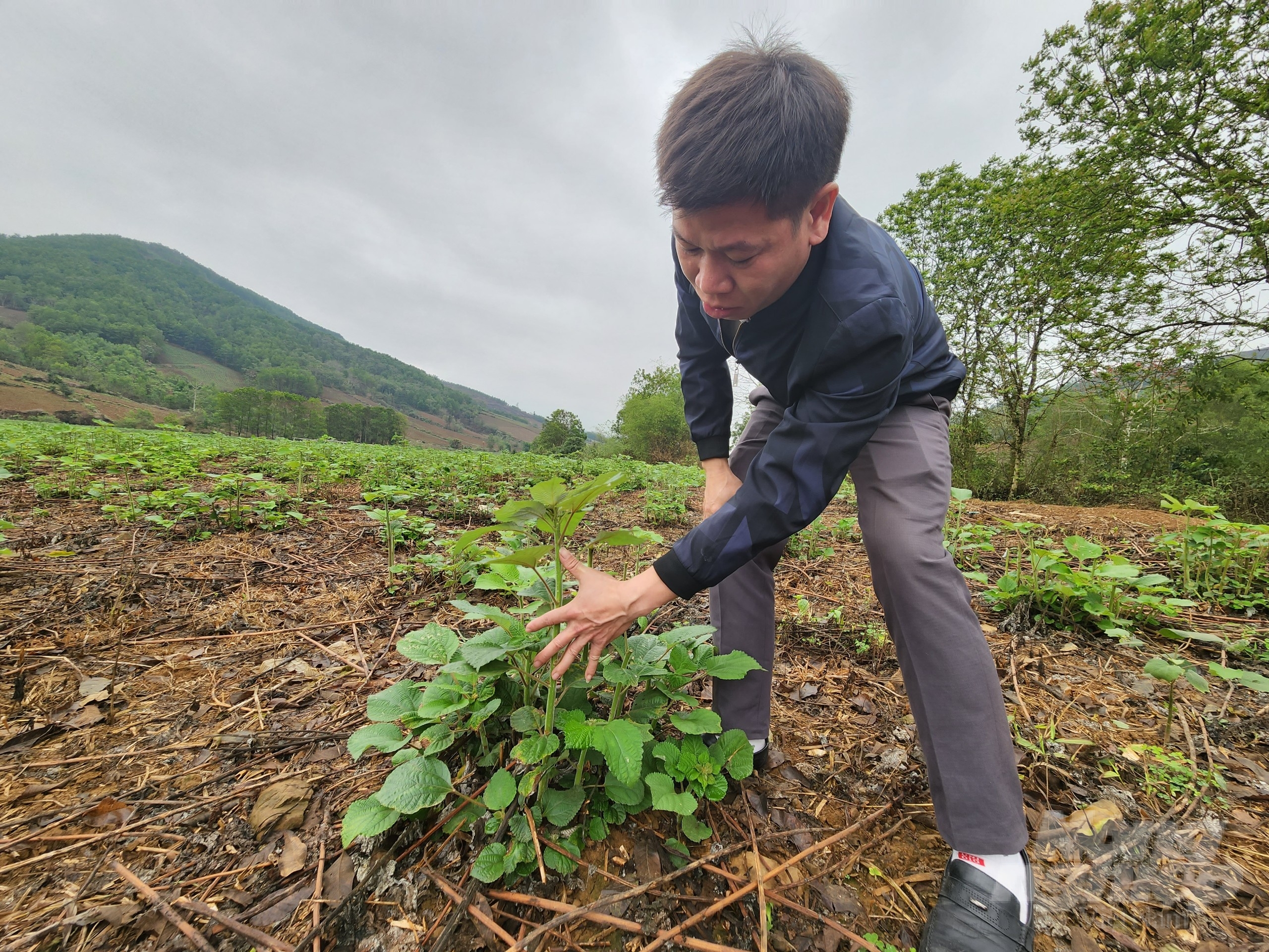 Cán bộ Nguyễn Văn Loan kiểm tra sự phát triển của cây gai xanh. Ảnh: Quốc Toản.