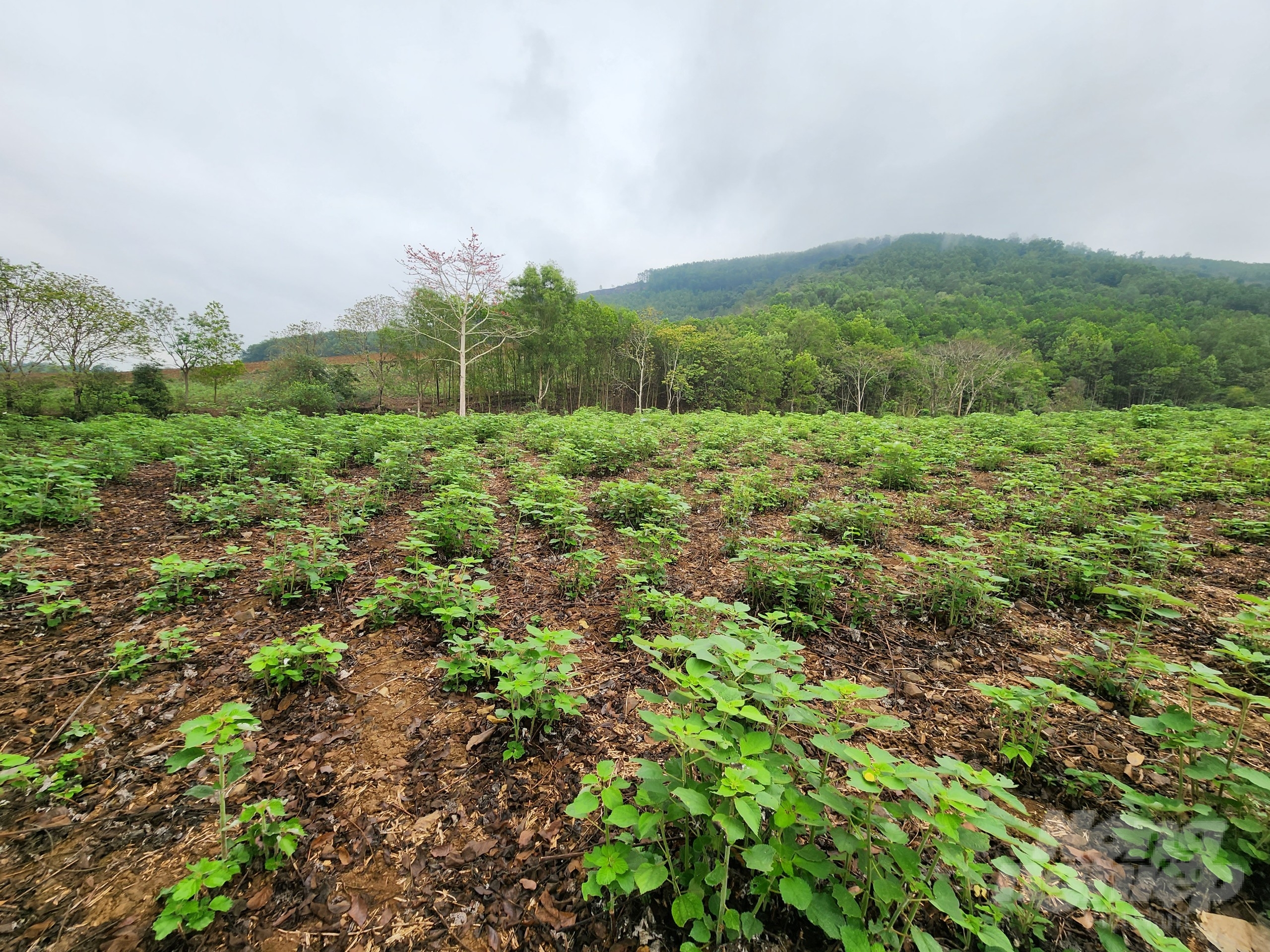 Đến nay, diện tích trồng cây gai xanh tại xã Cẩm Tú đã đạt gần 100ha. Ảnh: Quốc Toản.
