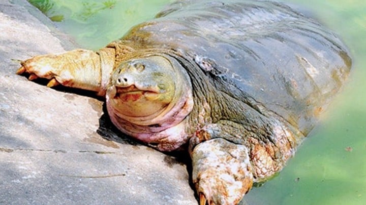 Xác rùa Hoàn Kiếm ở hồ Đông Mô sẽ được bảo quản tại Bảo tàng thiên nhiên Việt Nam