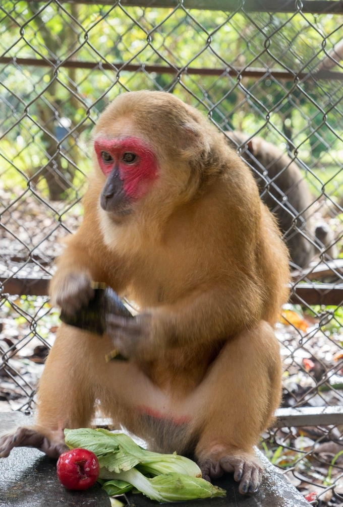 Khỉ mặt đỏ đang được cứ hộ tại Trung tâm cứu hộ Vườn Quốc gia Bù Gia Mập. Ảnh: Phúc Lập.