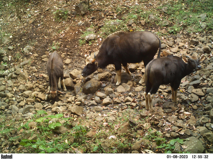 According to the leader of Bu Gia Map National Park, the herd of gaurs in the park has grown quite well, it is estimated that there are more than a dozen herds, each herd of 10-15 heads. Photo: Bu Gia Map National Park.