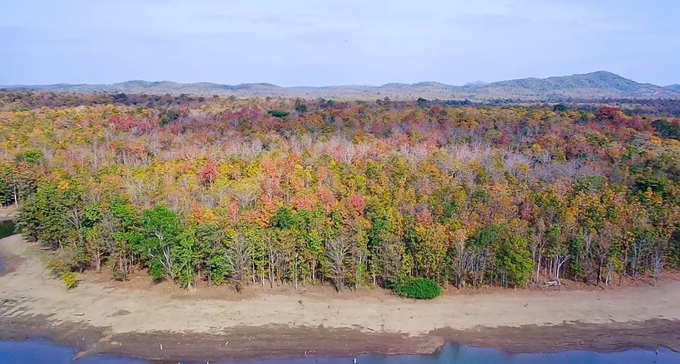 During the season the dipterocarp forest changes leaves in Yok Don National Park. Photo: Dang Lam.