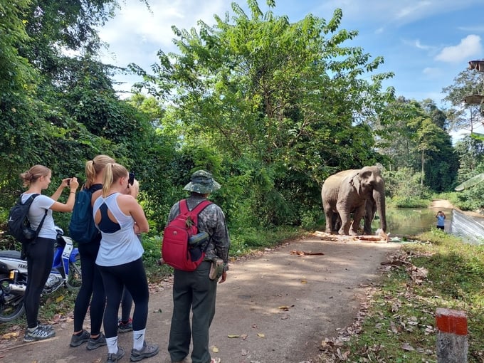 Khách du lịch trải nghiệm cùng bầy voi ở VQG Yok Đôn. Ảnh: Đăng Lâm.