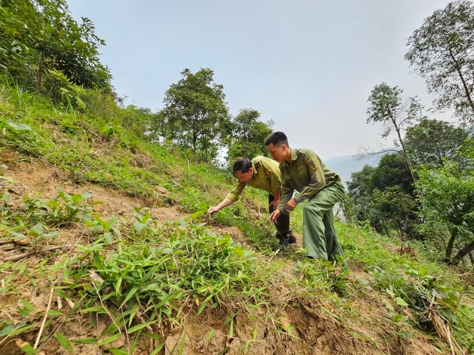 Planting Hoang Sin Co yacón in Ban Ho. Photo: Hoang Anh.