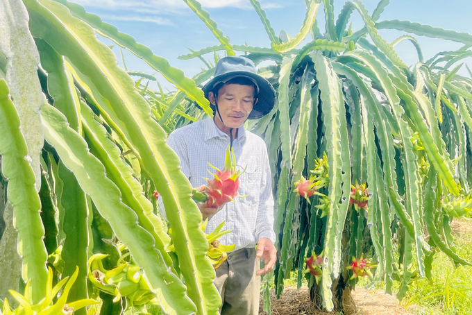 Người dân nông thôn ở huyện Hàm Thuận Nam phát triển cây thanh long. Ảnh: KS.