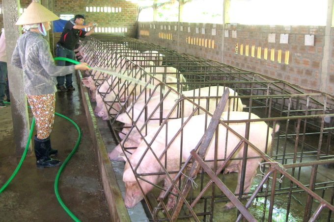 Các gia trại chăn nuôi heo ở huyện Hoài Ân (Bình Định) từng bước hướng đến chăn nuôi an toàn dịch bệnh. Ảnh: V.Đ.T.