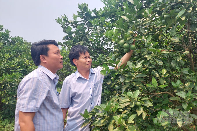 Vụ cam đầu tiên, gia đình ông Đào Văn Khánh đút túi 100 triệu đồng nhờ mạnh dạn chuyển đổi cơ cấu cây trồng. Ảnh: Võ Dũng.