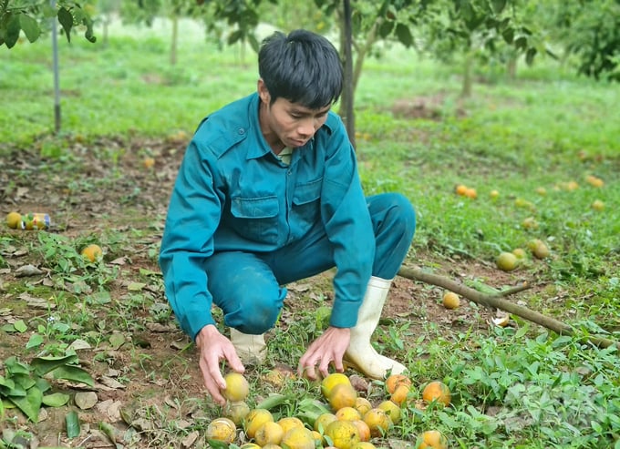 Gần 10 năm trồng cam, chưa lúc nào anh Trần Danh Tuân cảm thấy bất an như hiện tại. Ảnh: Việt Khánh.