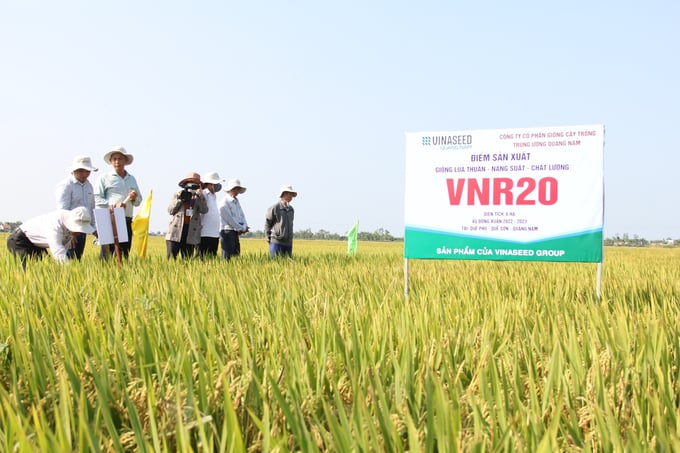 Giống VNR20 là một trong những giống lúa chất lượng được nhiều địa phương trên địa bàn tỉnh Quảng Nam lựa chọn để canh tác. Ảnh: Lê Khánh.