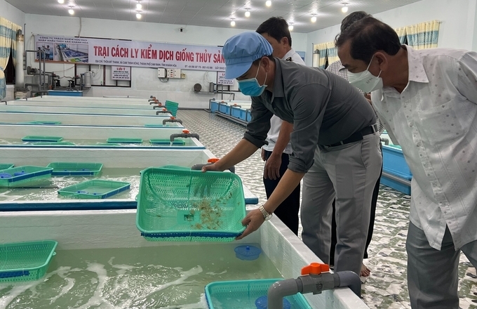 Cam Ranh Aquatic Quarantine Camp has strictly complied with the regulations on isolation and quarantine and ensuring the quality of lobster seeds. Photo: KS.