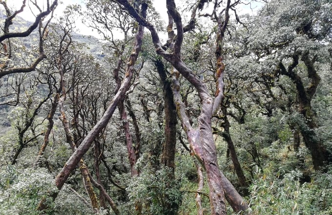 The population of rough-branches Rhododendrons, the heritage trees in Hoang Lien. 