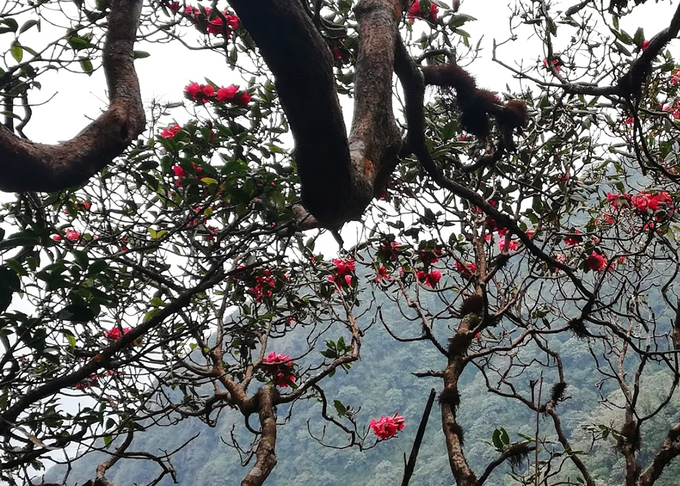 Rhododendron blooms in the middle of Hoang Lien forest.