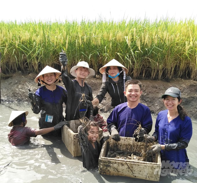 Khách du lịch tham quan trải nghiệm thu hoạch tôm trên đồng lúa hữu cơ ở Kiên Giang. Ảnh: Hữu Đức.
