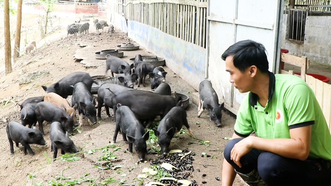 Anh Phan Văn Tuân chăn đàn lợn đen bản địa tại trang trại. Ảnh: Ngọc Tú. 