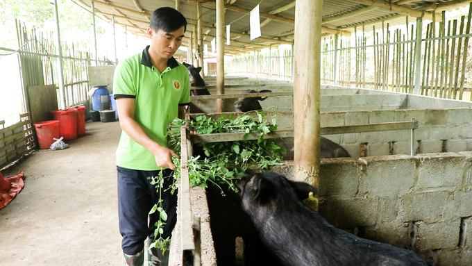 Nuôi lợn đen bản địa mang lại giá trị kinh tế cao, đầu ra ổn định. Ảnh: Ngọc Tú. 