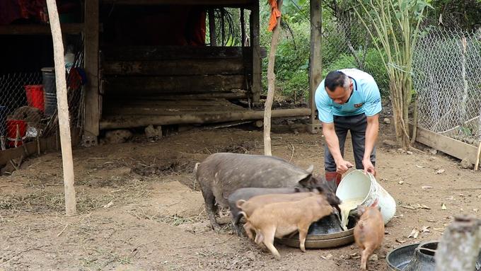 Chăn nuôi lợn đen bản địa theo chuỗi liên kết, anh Tuyển có thu nhập ổn định. Ảnh: Ngọc Tú. 