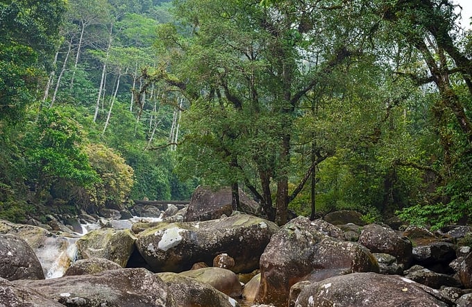 The beauty of Hoang Lien forest. Photo: Hoang Lien National Park.