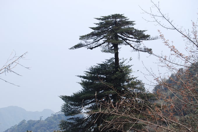 Cây Vân sam Fansipan, cây di sản chỉ có ở rừng Hoàng Liên. Ảnh: VQG Hoàng Liên. 