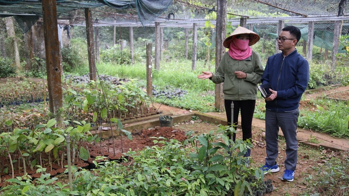 Chị Hương - cán bộ Trung tâm thực vật Vườn Quốc gia Cúc Phương giới thiệu về vườn ươm giống trà hoa vàng Cúc Phương để cung cấp cho bà con vùng đệm. Ảnh: Huy Bình. 