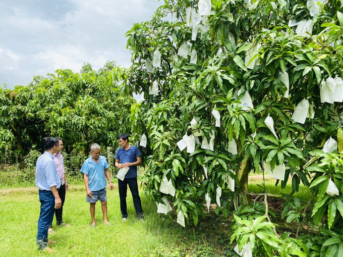 Toàn tỉnh Đồng Tháp có hơn 14.000ha chuyên canh trồng xoài, chiếm 33,7% tổng diện tích cây ăn trái của tỉnh. Ảnh: Lê Hoàng Vũ.