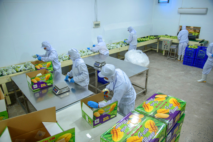 Processing and exporting mangoes in Dong Thap. Photo: Le Hoang Vu.