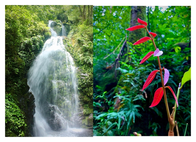 Vũ Quang trở thành vùng đất hứa của nhiều loài động thực vật hoang dã. Ảnh: Vườn Quốc gia Vũ Quang.