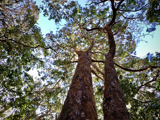 Tại Vũ Quang, giới khoa học xác nhận có nhiều loại cây quý hiếm. Cá biệt có rừng Pơ Mu cổ thụ lên đến xấp xỉ ngàn năm tuổi. Ảnh: Vườn Quốc gia Vũ Quang.