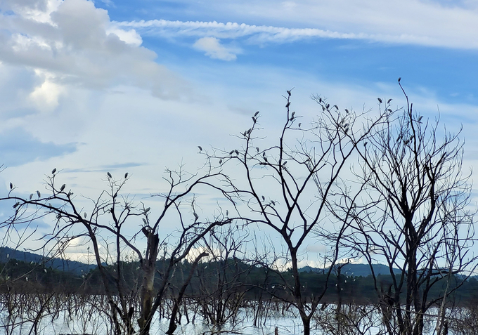 Một góc hồ Ngàn Trươi với nhiều loài chim săn bắt cá chọn làm nơi sinh sống. Ảnh: Vườn Quốc gia Vũ Quang.