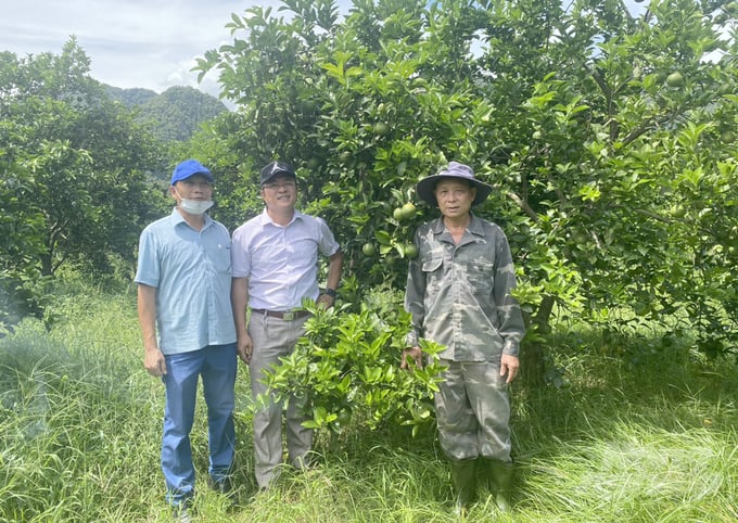 Một số mô hình phục hồi vườn cam ở Nghệ An bước đầu cho tín hiệu hết sức đáng mừng, kỳ vọng có thể vực dậy nghề trồng cam trên đất Nghệ An. Ảnh: Quốc Toản.