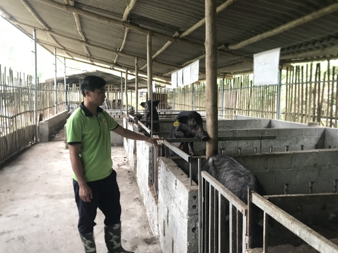 Mô hình liên kết chăn nuôi lợn đen bản địa của anh Phan Văn Tuân đã giúp nhiều hộ dân có thêm nghề chăn nuôi ổn định. Ảnh: Ngọc Tú. 