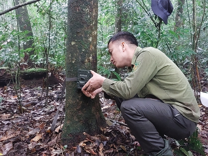 Mounting photo traps in Vu Quang forest. This is a thermal sensor camera. When warm-blooded animals pass by, it will auutomatically take pictures. Photo: Vu Quang National Park.