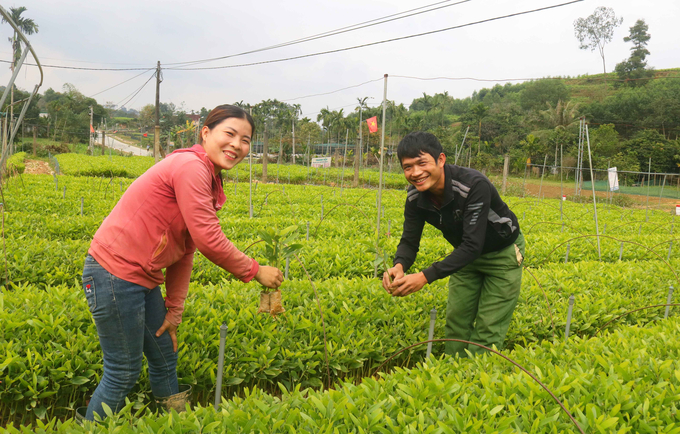 Vợ chồng anh Lê Văn Thành ở xóm Mỹ Lâm đang chuẩn bị cây giống phục vụ nhu cầu trồng rừng đầu năm. Ảnh: Huy Thư.