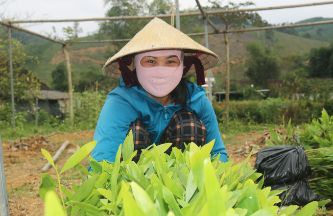 Niềm vui lao động của người dân làng nghề ươm cây giống lâm nghiệp ở Mỹ Lâm. Ảnh: Huy Thư.