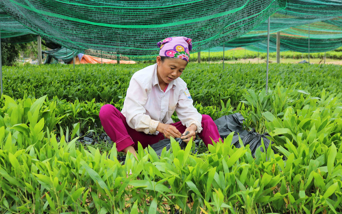 Sản phẩm cây giống của xóm Mỹ Lâm luôn đảm bảo chất lượng, được khách hàng gần xa ưa chuộng. Ảnh: Huy Thư.