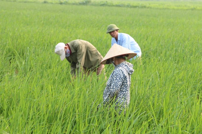 Trên diện tích đất ruộng đã được cải tạo, người dân có nhu cầu có thể đăng ký và tham gia trồng lúa với diện tích lớn hơn phần ruộng của gia đình. Ảnh: Đinh Mười.