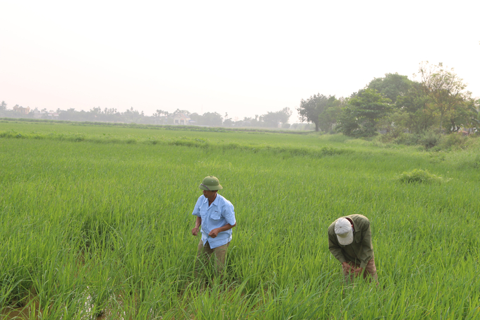 Nhiều hộ dân đã quay trở lại trồng lúa thay vì bỏ hoang từ khi được ông Sơn vận động. Ảnh: Đinh Mười.