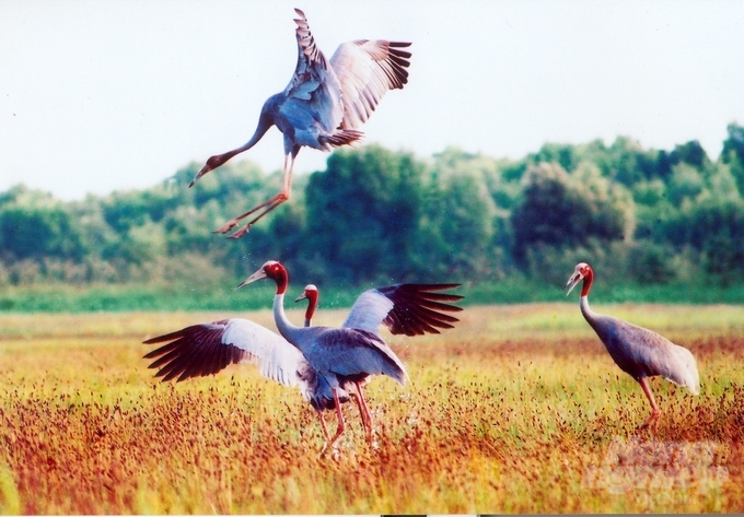 The populations of wild red-crowned crane in Vietnam and Cambodia have declined by at least 80% over the last decade. Namely, the total number of red-crowned cranes decreased from 850 in 2010 to less than 160 in the most recent census in 2022. Photo: Tram Chim National Park. 