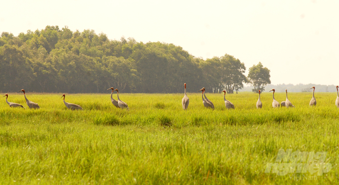 Depending on demand and availability, the Zoological Park Organization of Thailand will provide Tram Chim National Park with red-crowned crane chicks for rearing and release into the wild on an annual basis. Photo: Le Hoang Vu.