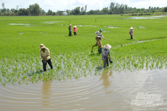 Dong Thap province has designated area A4 in Tram Chim National Park as a free range red-crowned crane zone. This area is surrounded by a ​​1,623-hectare buffer zone, where rice will be produced organically. Photo: Le Hoang Vu.