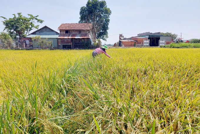 Giống lúa TBR39 mới trồng thử nghiệm nhưng cho năng suất vượt trội tại vựa lúa lớn nhất tỉnh Đắk Nông. Ảnh: Quang Yên.