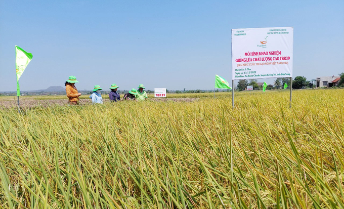 Giống lúa TBR39 cho năng suất cao trong vụ đông xuân 2022 - 2023 tại Buôn Choah. Ảnh: Quang Yên.