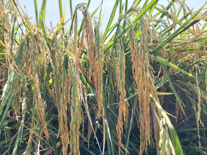 Bông lúa TBR39 dài trên 30cm với hơn 200 hạt/bông. Ảnh: Quang Yên.