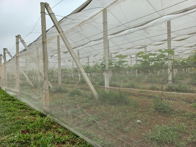 Để bảo vệ khỏi côn trùng, sâu hại, vườn nho được bao lưới cẩn thận. Ảnh: VNTH.