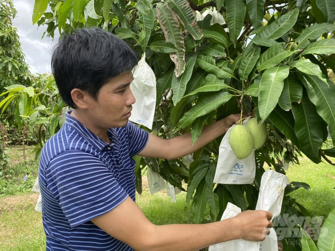 Toàn tỉnh Đồng Tháp có hơn 14.000ha chuyên canh trồng xoài, chiếm 33,7% tổng diện tích cây ăn trái của tỉnh. Ảnh: Lê Hoàng Vũ.